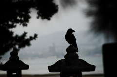 『miyajima 21』
