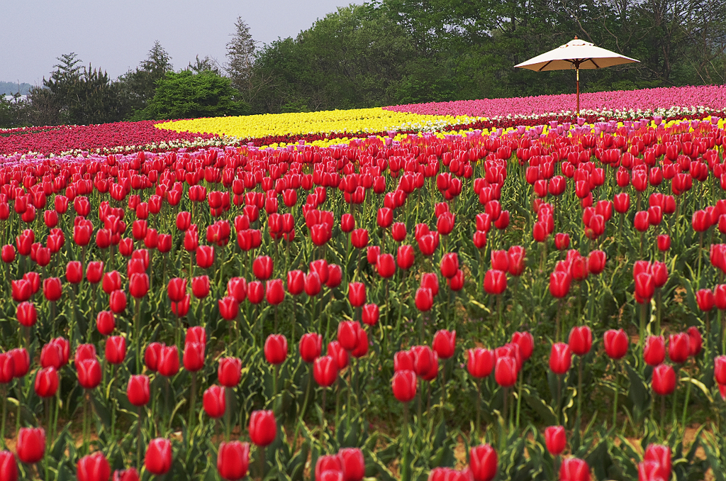 『tulip #14』