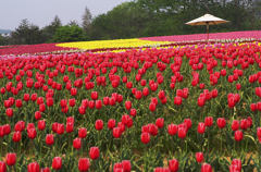 『tulip #14』