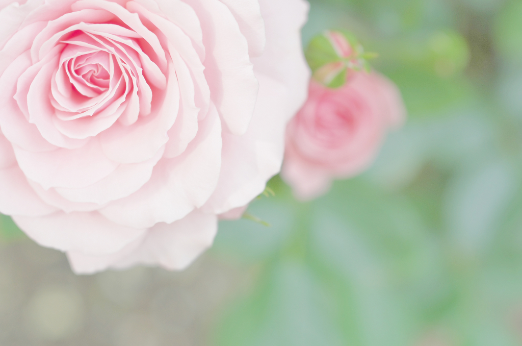 『rose』