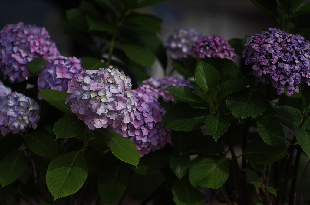 『紫陽花』