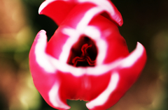 『tulip #13』