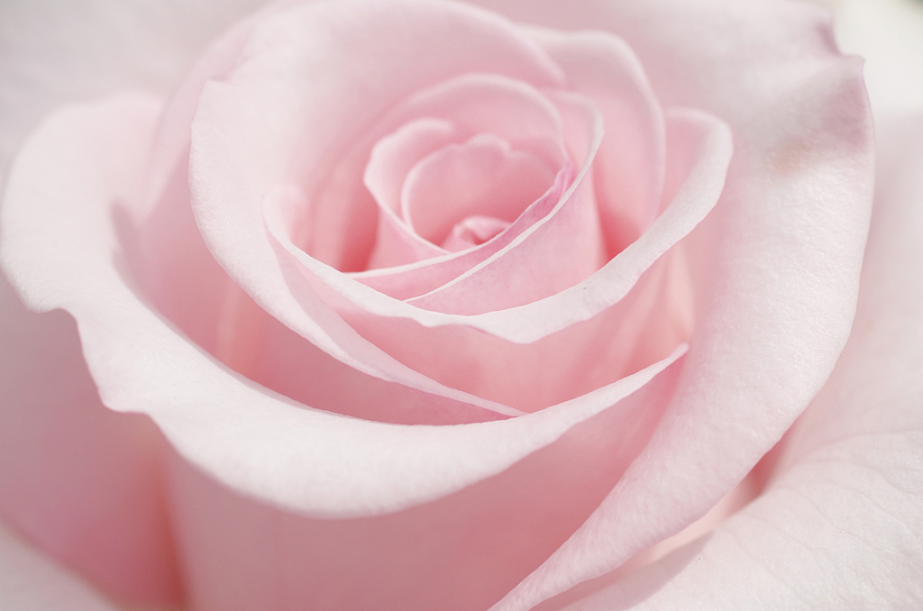 『pink』