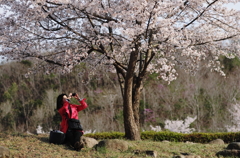 『sakura』