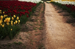 『tulip #17』