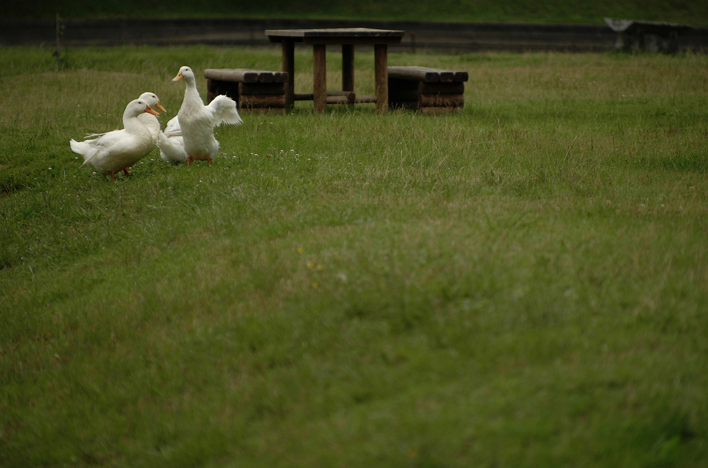 『aflac Ⅱ』