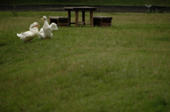 『aflac Ⅱ』