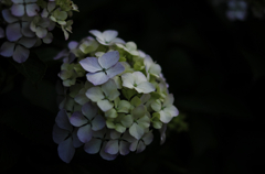 『紫陽花』