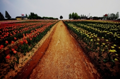 『tulip #4』