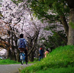 『花咲く道』