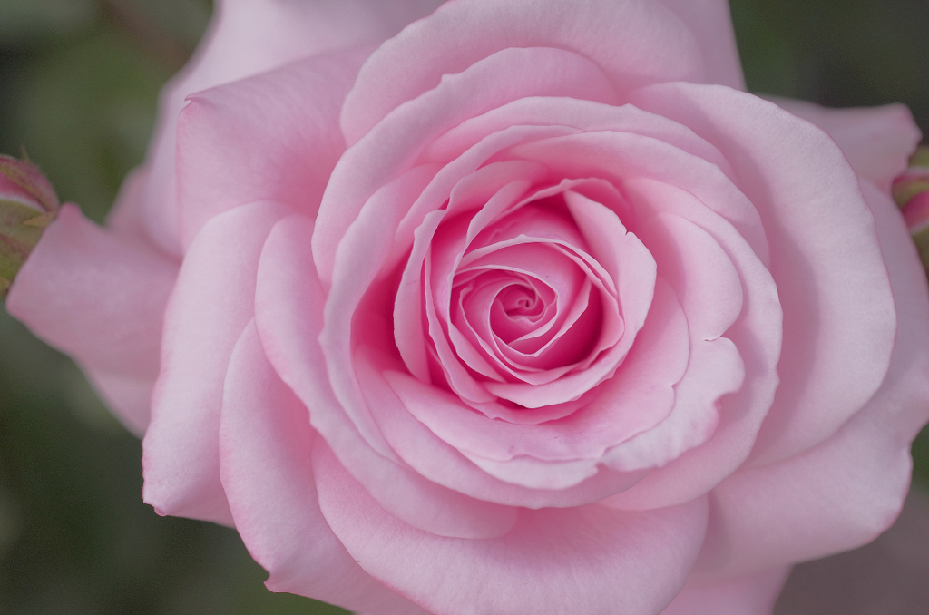 『La Vie en rose』