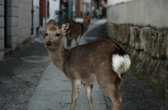 『なにか？』