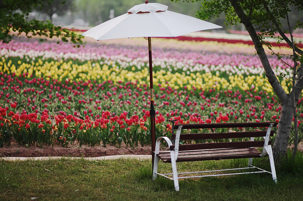 『tulip #18』