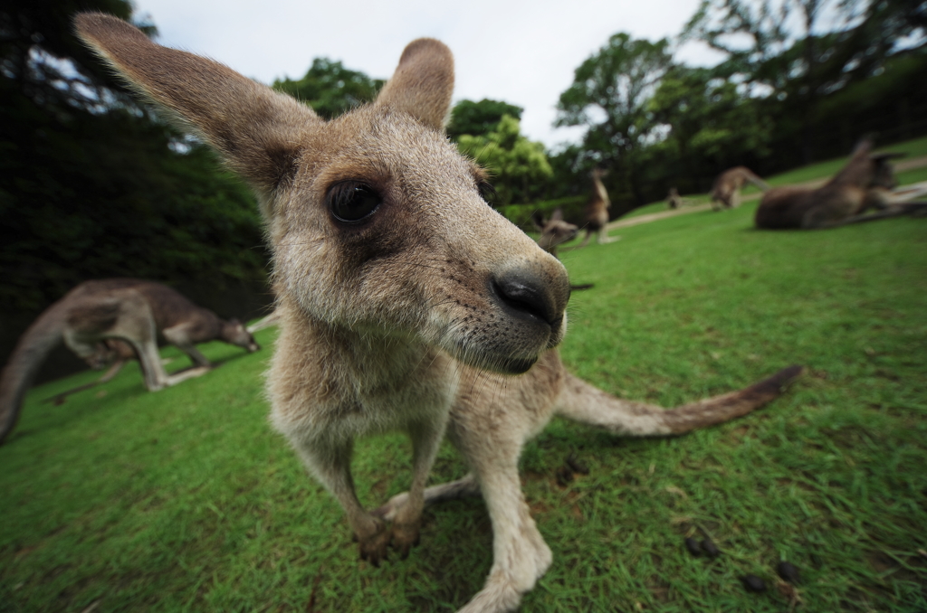 『kangaroo』