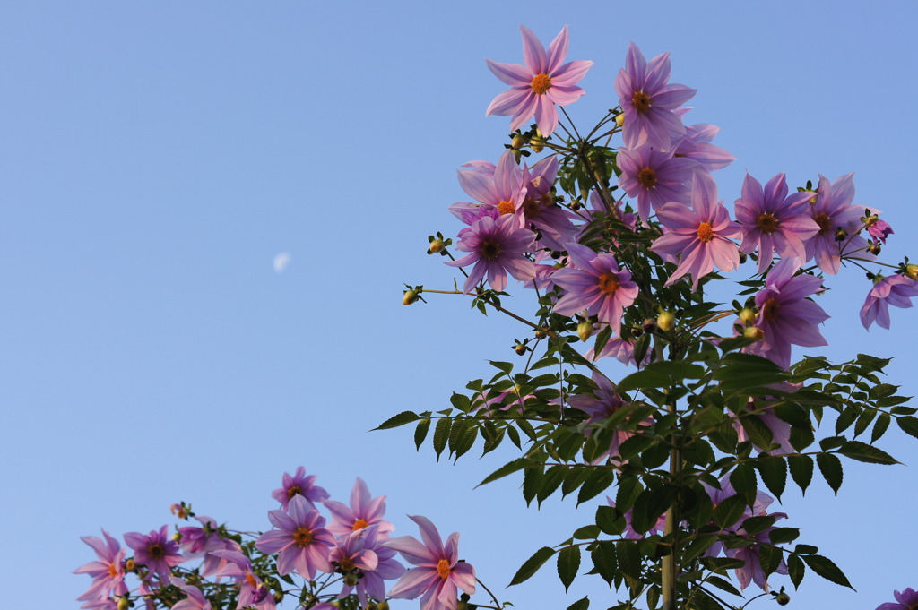 空に花