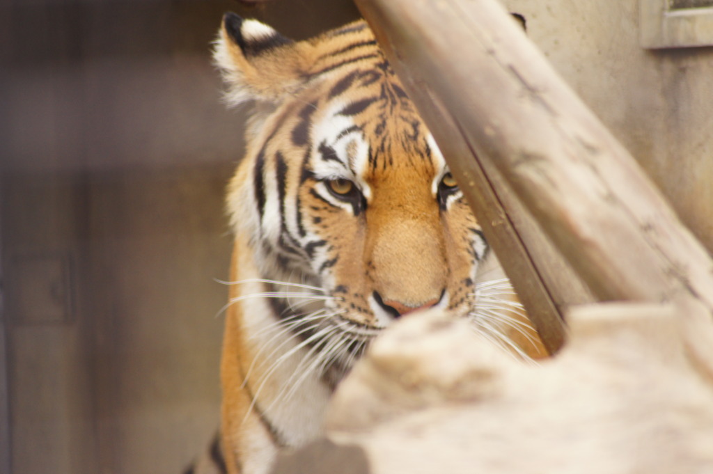 動物の眼差し4