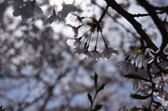 桜　習作3