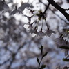 桜　習作3