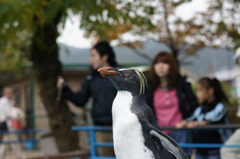 動物の眼差し1