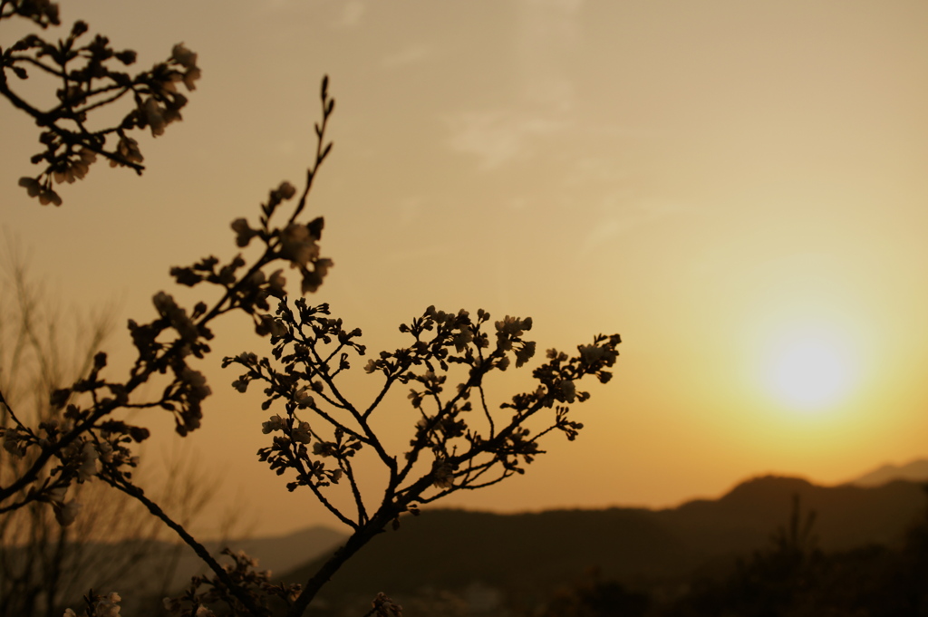 夕桜