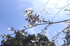 桜　習作4