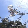 桜　習作4