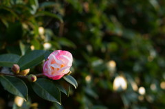 朝の花