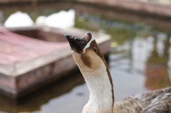 動物の眼差し2