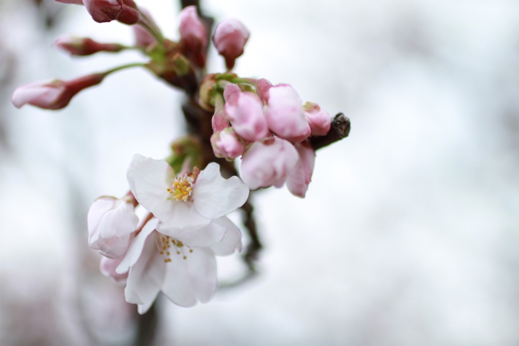 桜