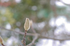 寒いから毛が生えるのか？