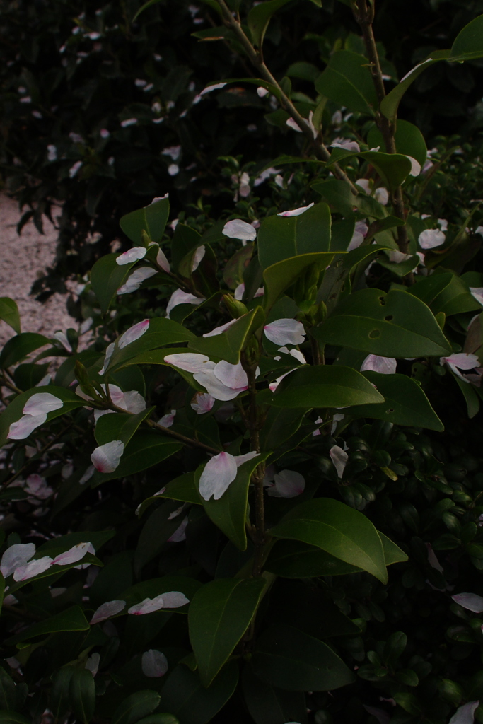 散っても桜