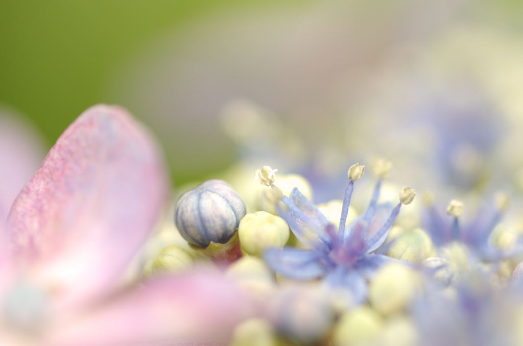 紫陽花の中へ