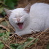 大あくび