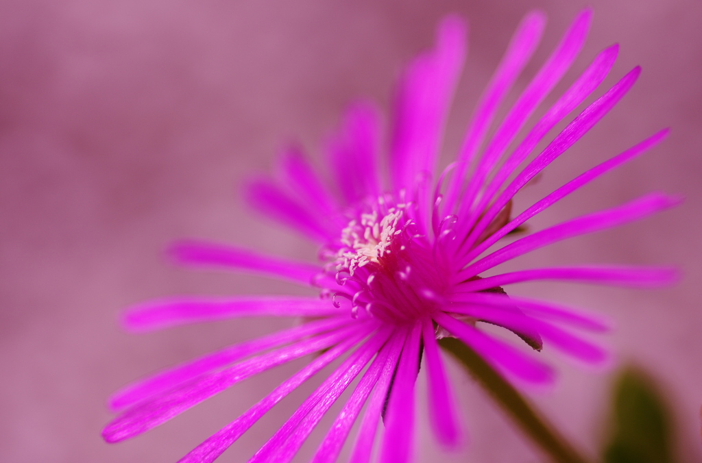 Purple In Pink