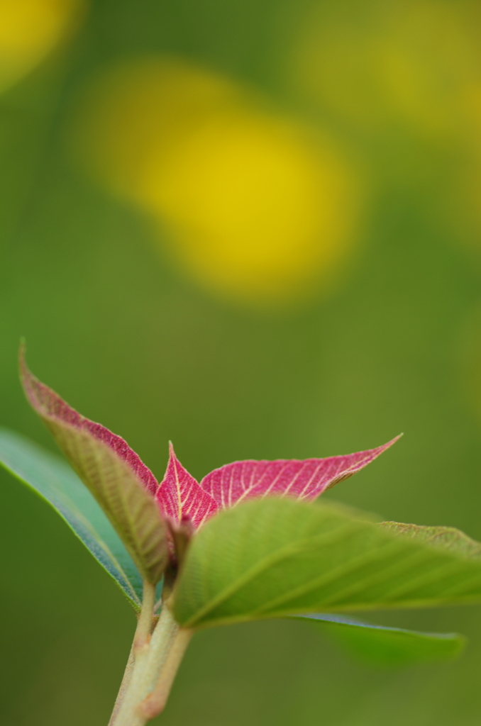 花のように