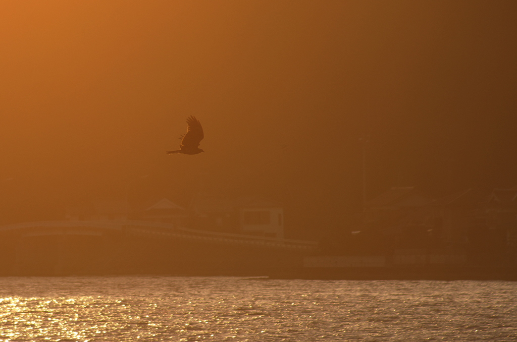 夕暮れの鳶