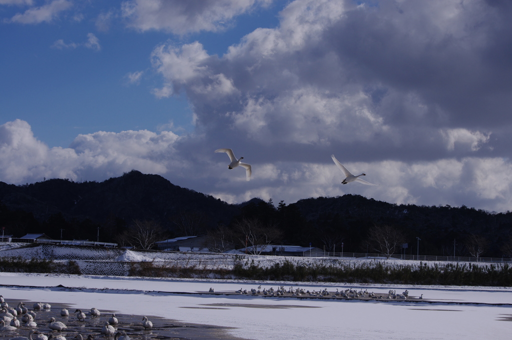 白鳥と農村