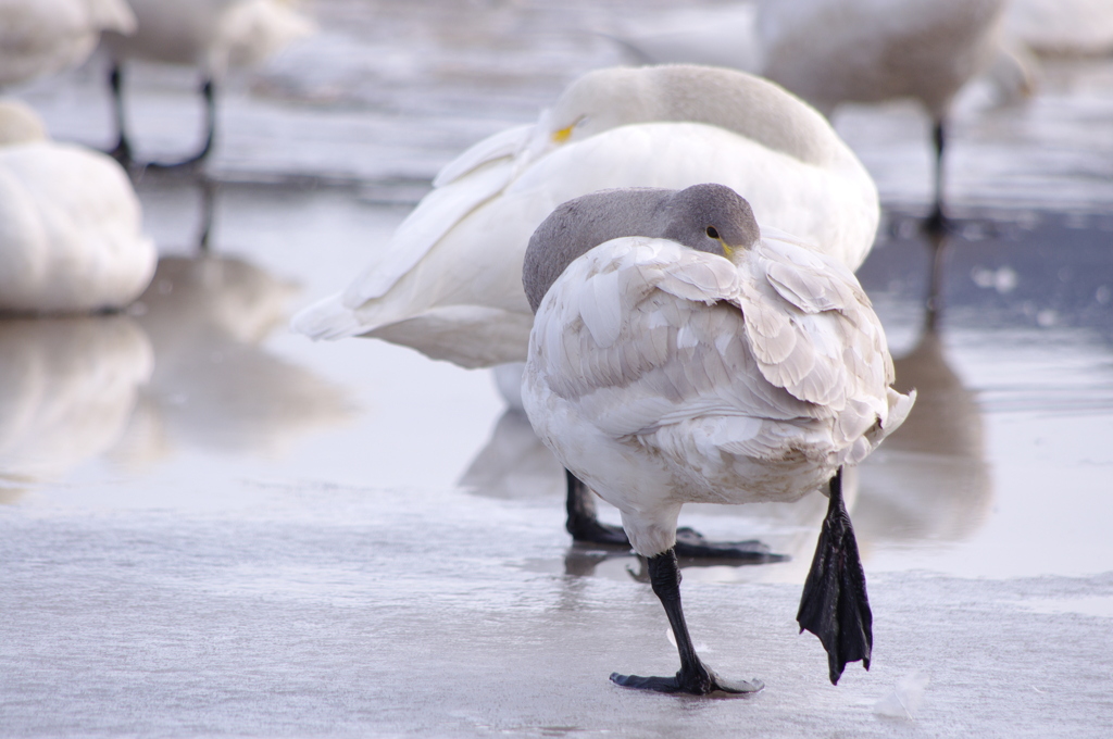 耐える若鳥