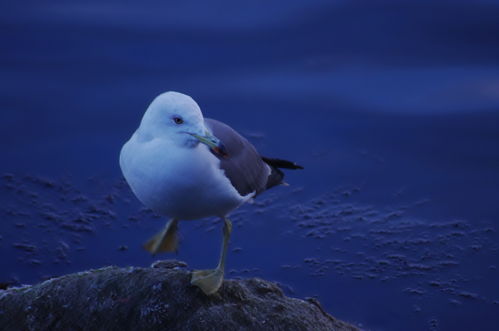 飛ばないウミネコ