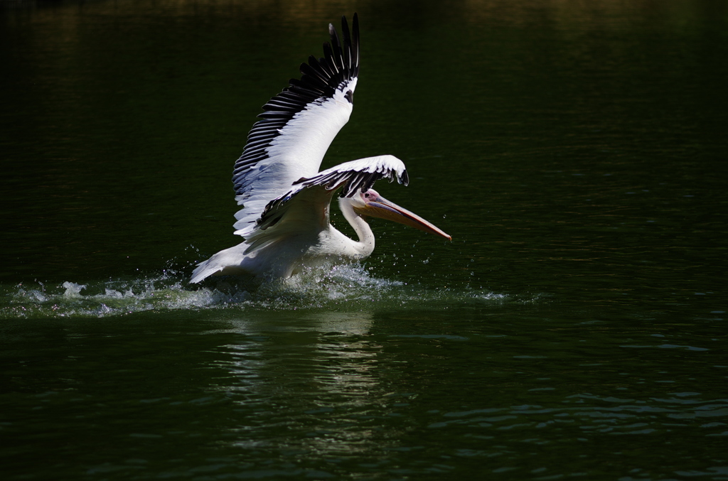 ペリカンの着水