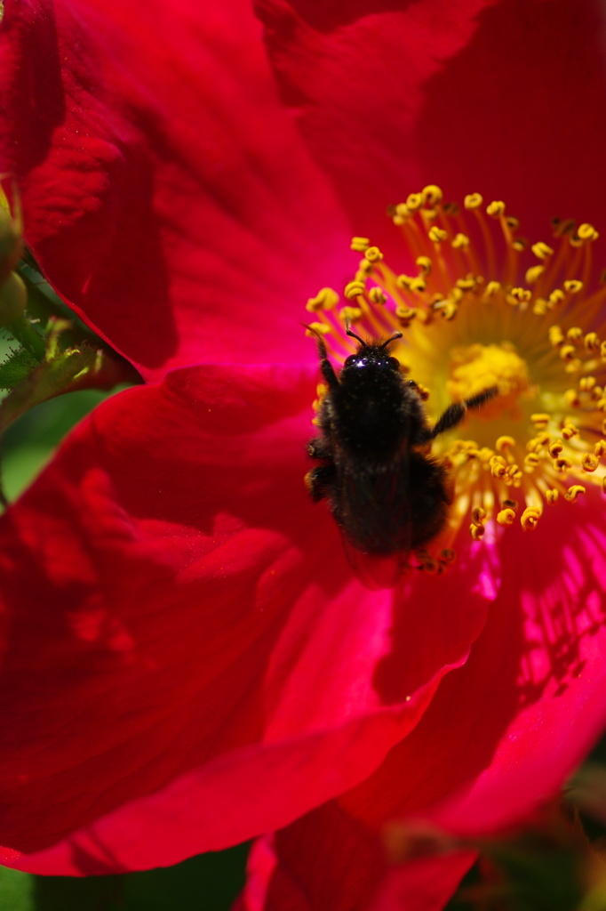 Black　Bee