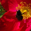 Black　Bee