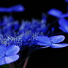 蒼真珠