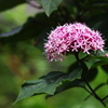 悪名高き花