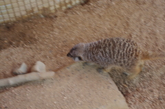 プレーリードッグ？