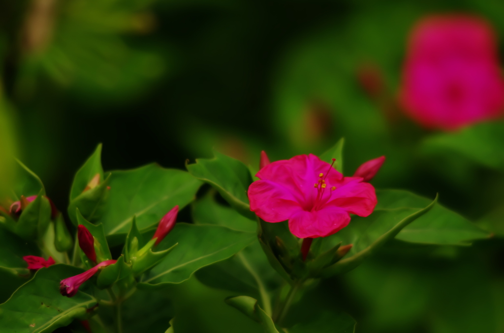 超望遠で花を