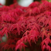 迫る紅