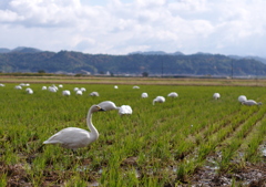 白鳥の群れ