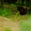 のらねこ大将