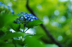 紫陽花と木漏れ日②